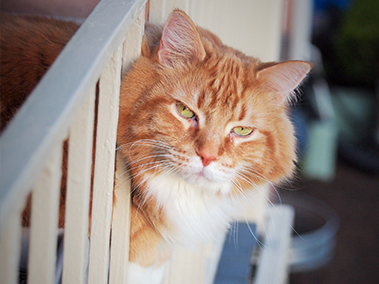 Carriage Hill Pictures